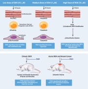 19-0050-Nebigil-CI-JACC-CardioOncv7