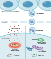 CardioOnc-1