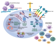 CardioOnc-2