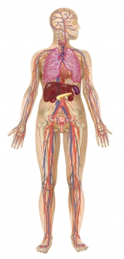 Gneral Anatomy