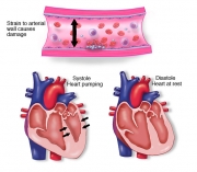 Heart-Diastole & Systole