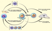 Molecular Illustration