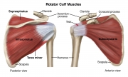 Rotator Cuff