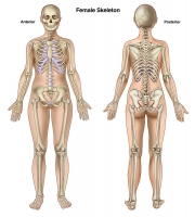 Female Skeleton