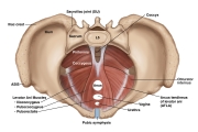 AUGS-Gynecology-4