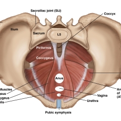 AUGS-Gynecology-4