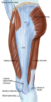 Iliotibial Band