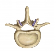 Orthopedic Surgery-1