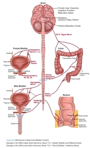 ContinenceCareClinical-Figure1v2