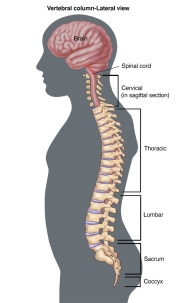 NINDS-vertebrae-and-spinal-nerv