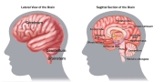 Sample-BrainAnatomy