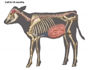 Calf Anatomy