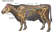 Veterinary-Medicine-3