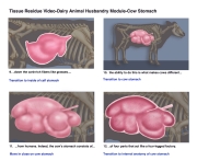 Veterinary-Medicine-4