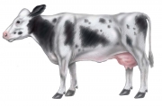 Cow-external