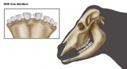 Cow Dentition