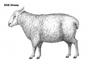 Sheep-external-1